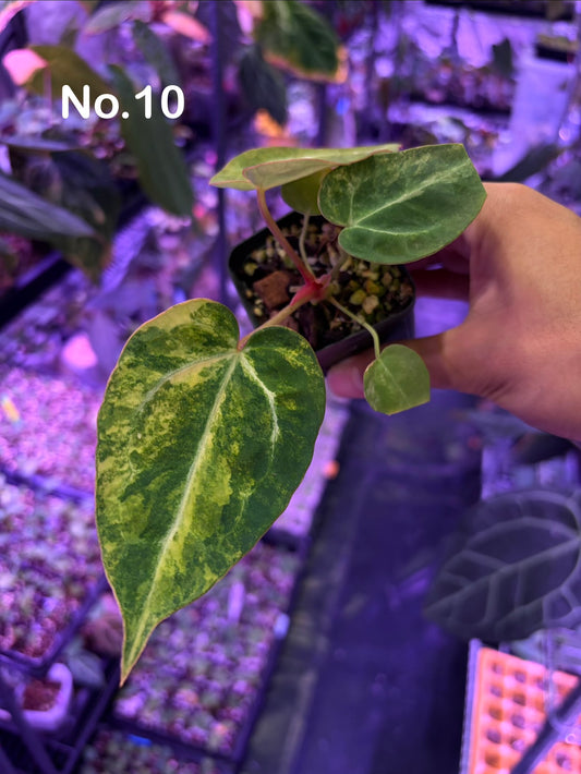 Anthurium (papillilaminum var. × crystal) × (‘Red Crystallinum’ [Tezula] × ‘Zara’)