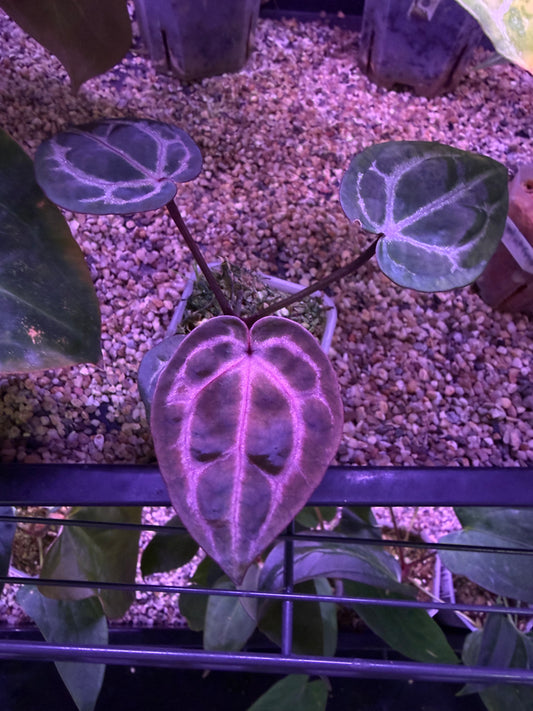Anthurium Red Crystallinum [Mathiux] F2