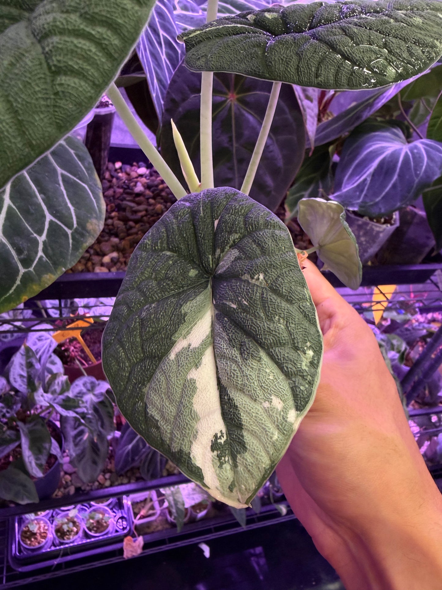 Alocasia Melo variegata