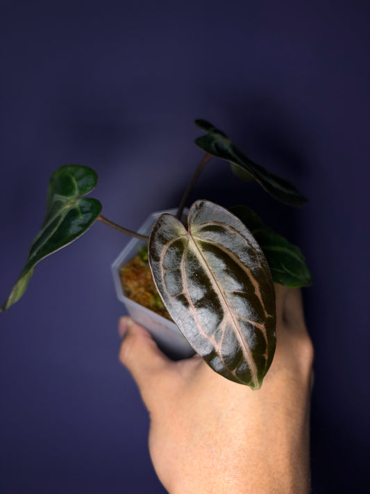 Anthurium carlablackiae (RA5×RA10) × self