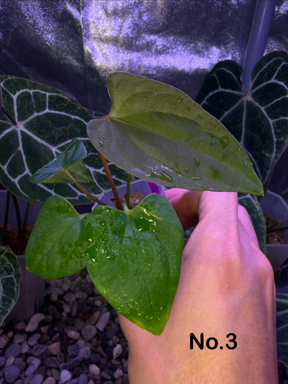 Anthurium ‘RVDP’ × (portillae ‘NSE’ × papillilaminum ‘FS’)