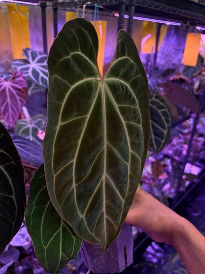Anthurium besseae aff.
