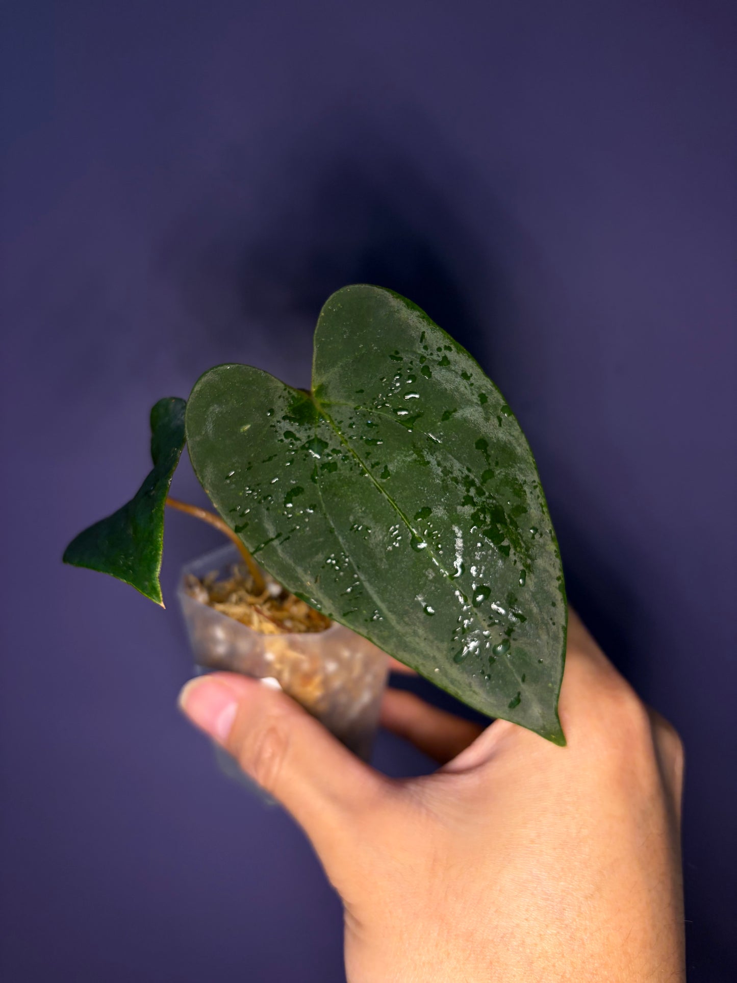 Anthurium papillilaminum ‘Marie’ - clone