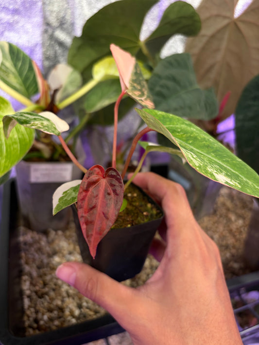 Anthurium papillilaminum var. × (‘Red Crystallinum’ [Tezula] × ‘Zara’)