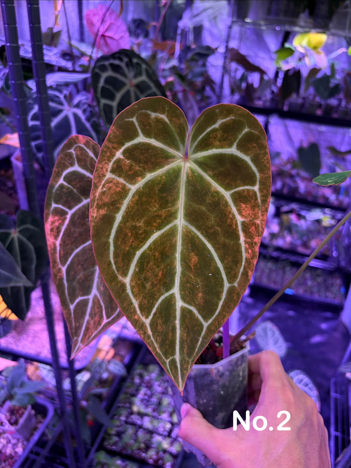 Anthurium crystallinum hybrid variegata