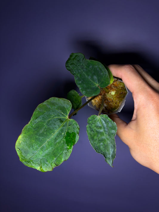 Anthurium Besseae aff × (Zara × Michelle × dressleri) ‘mutated’