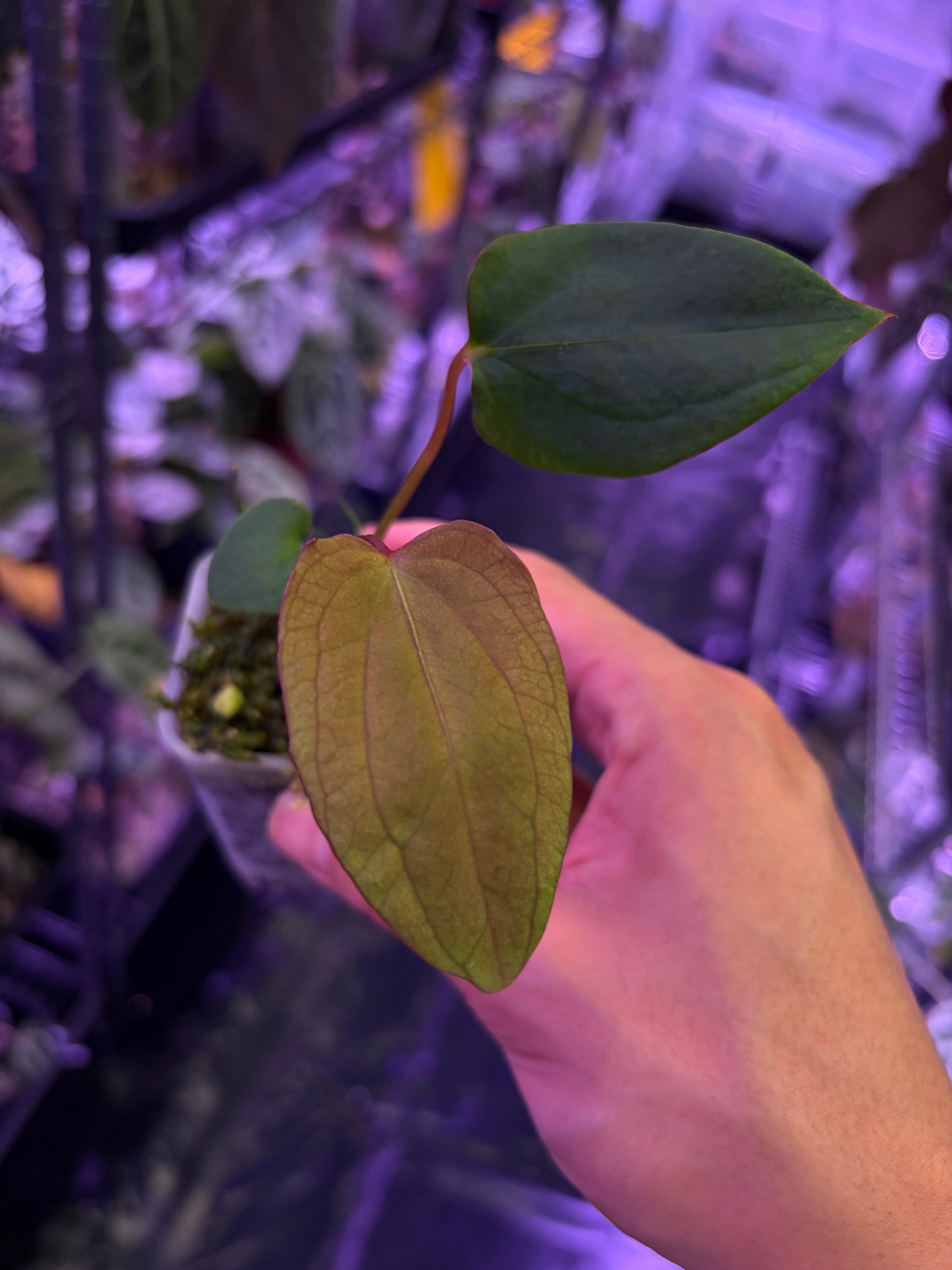 Anthurium (RL x FS) 'Rouge' x self – Secret Foliage