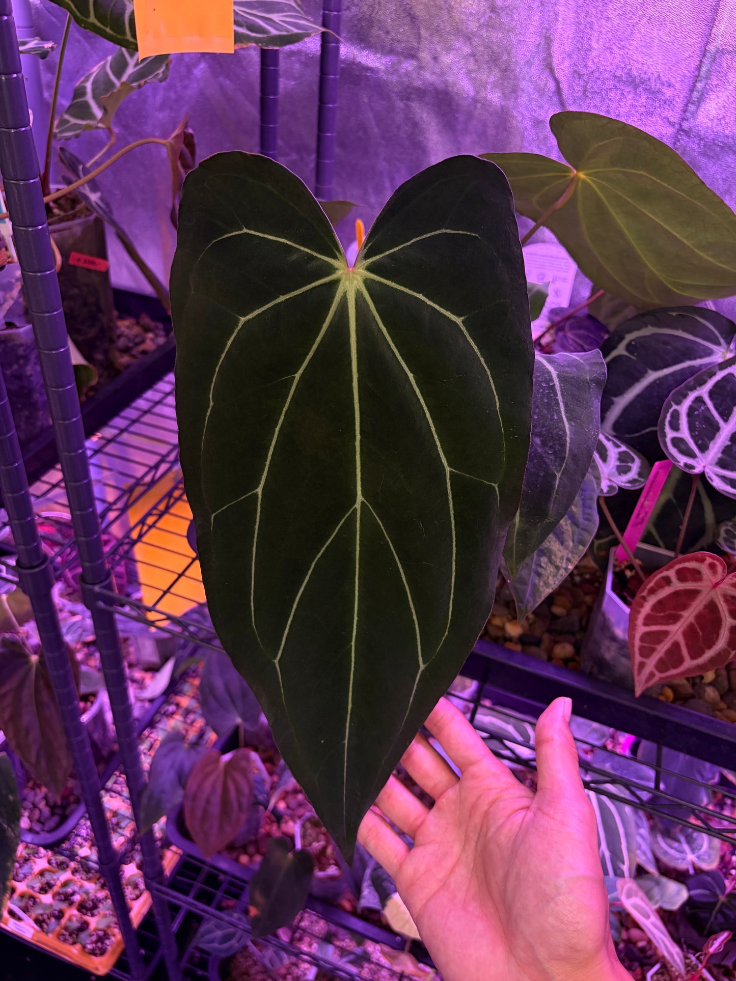 Anthurium carlablackiae #5