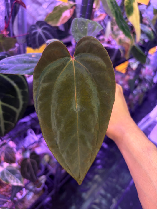 Anthurium Antolakii/BVEP (Round × Felix) × Papi (RL × FS)
