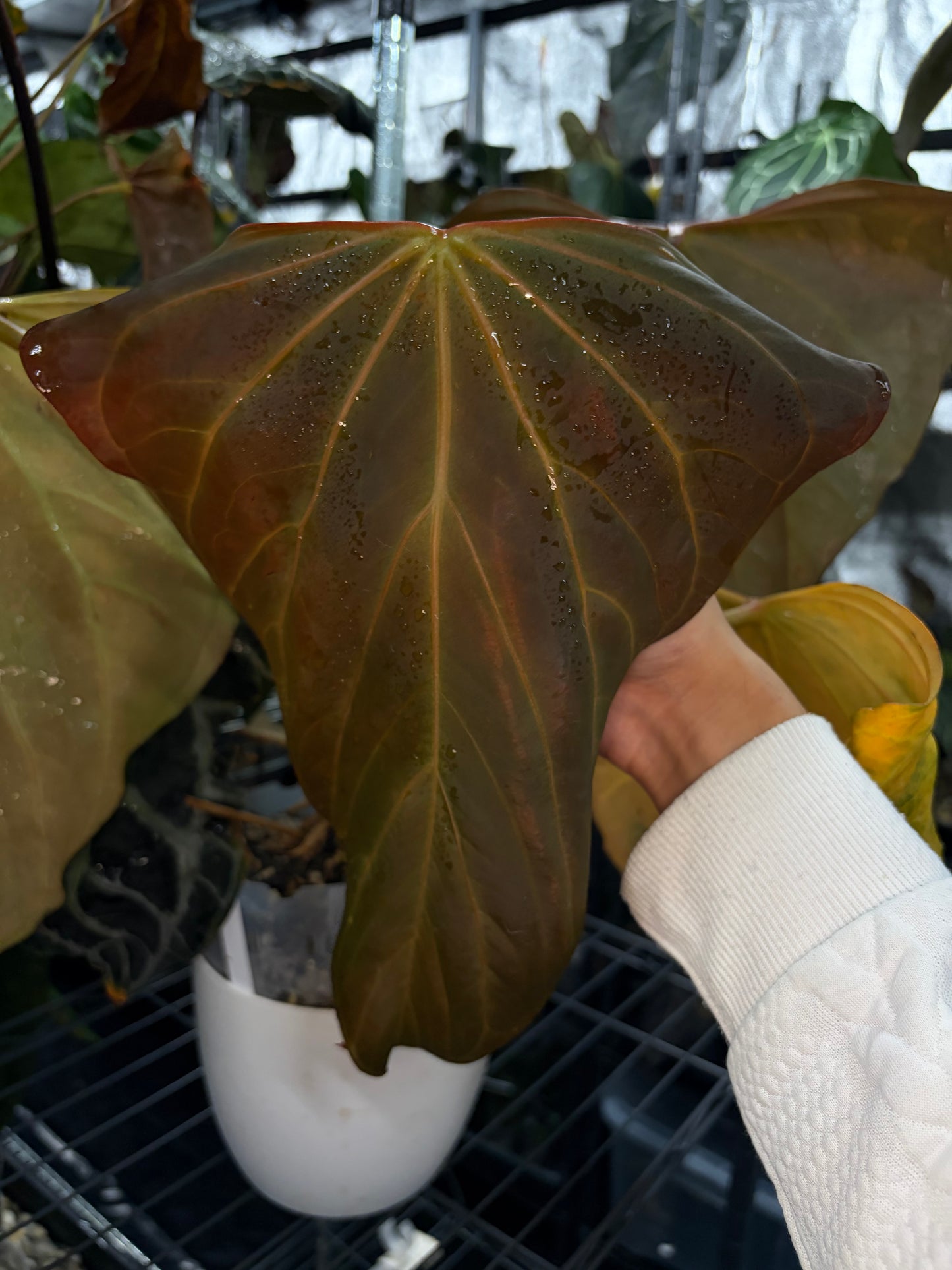 Anthurium Portillae OG - 2013 clone