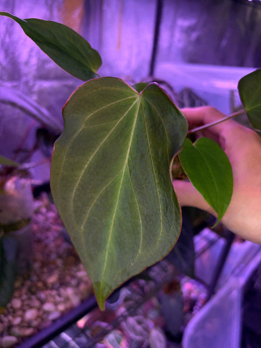 Anthurium King of Spades (KOS)/HU mutated