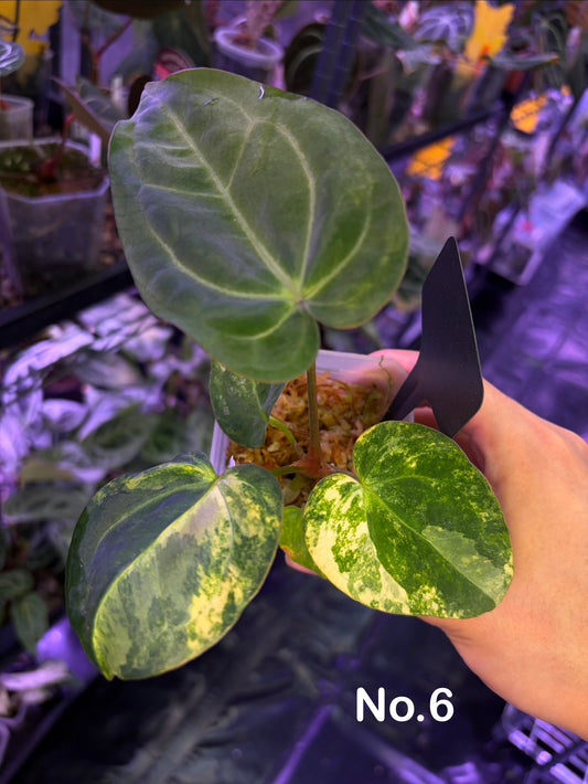 Anthurium papillilaminum var. × carlablackiae (less variegated)