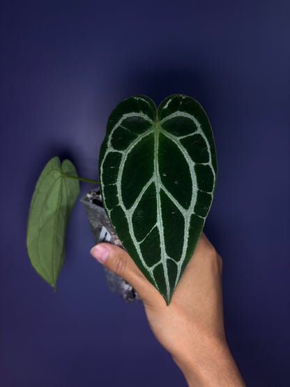 Anthurium crystallinum - selected