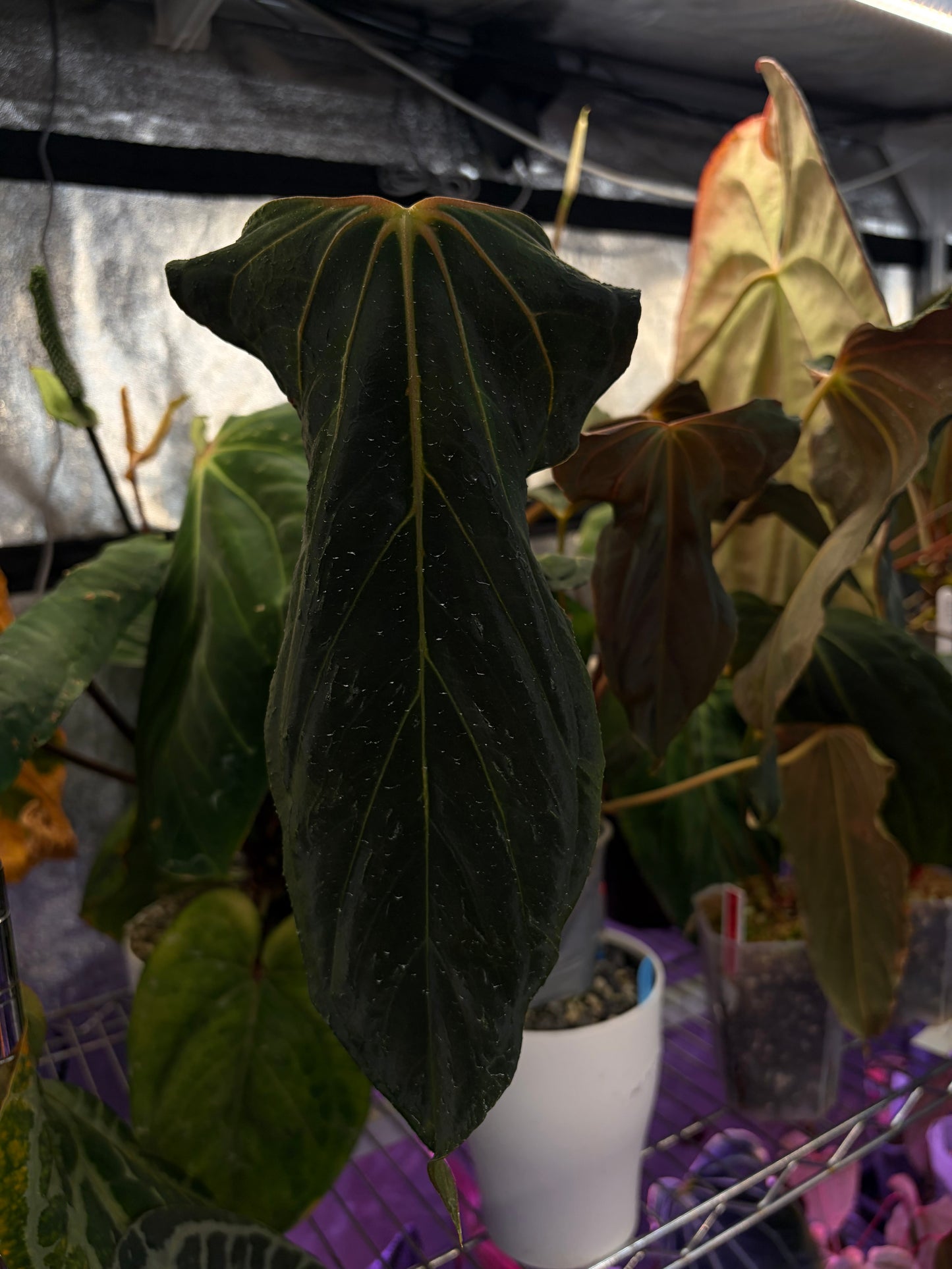 Anthurium Papillilaminum FS × RL