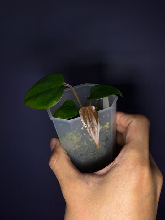 Anthurium ‘Indo Portillae’ × ‘Red Vein Dark Phoenix’