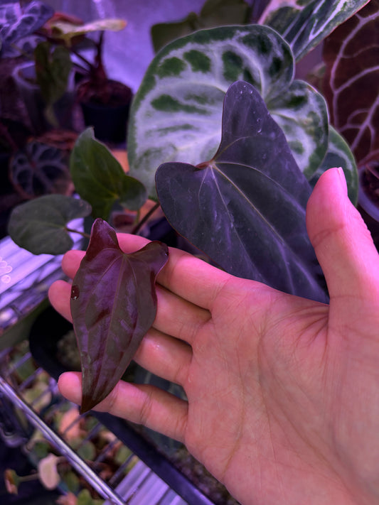 Anthurium papillilaminum RA18 × ‘Dadbod’