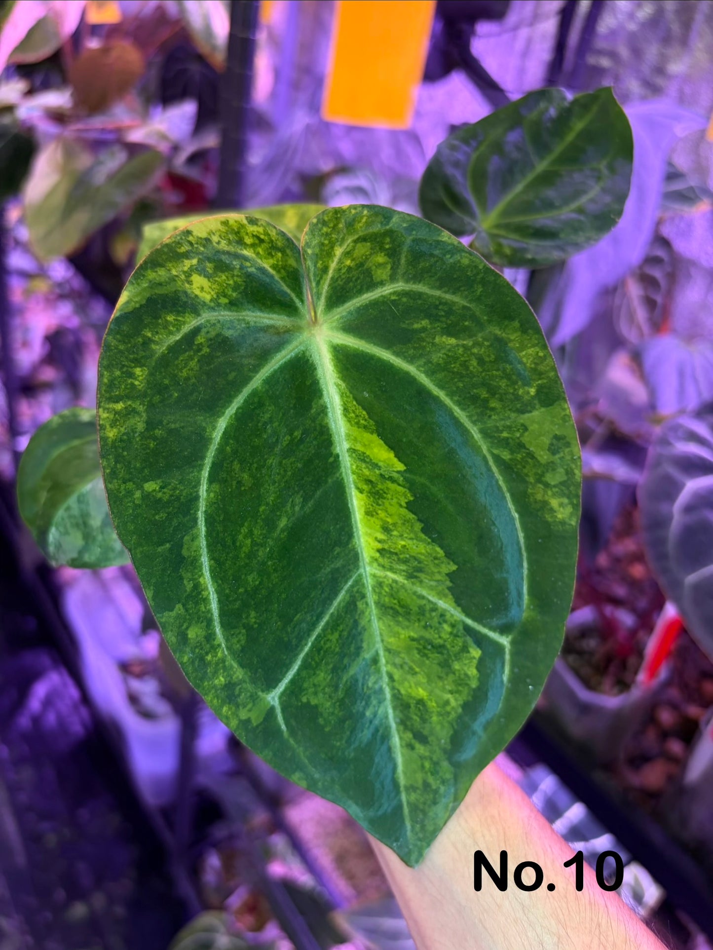 Anthurium papillilaminum var. × carlablackiae