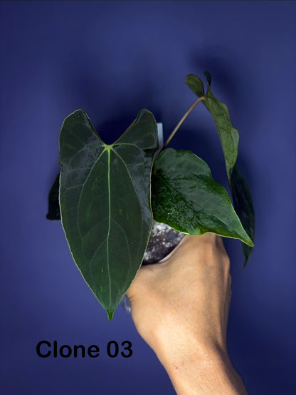 Anthurium papillilaminum ‘Ralph Lynam’ × self (selected #4)