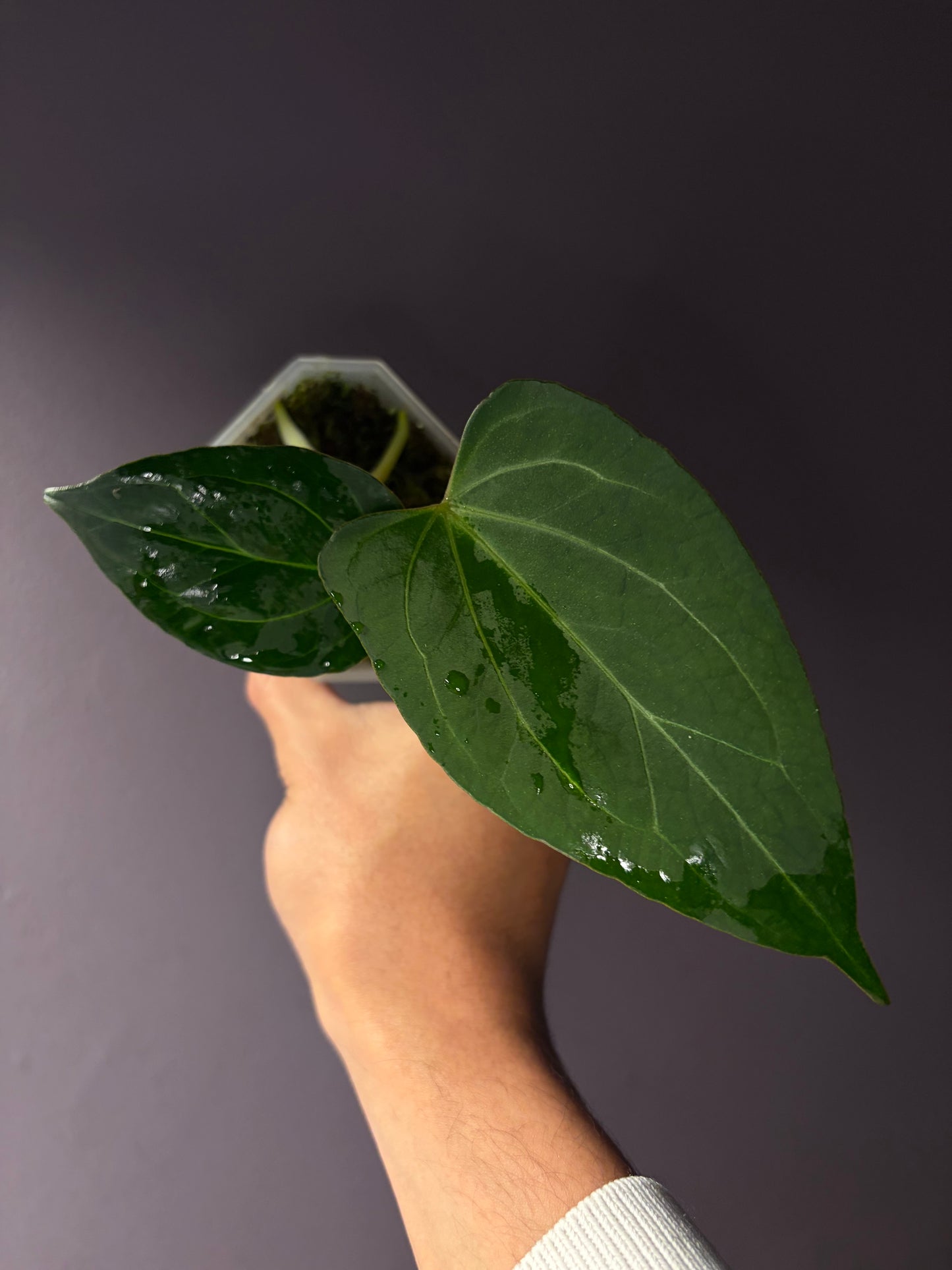 Anthurium King of Spades/HU (selected #2)