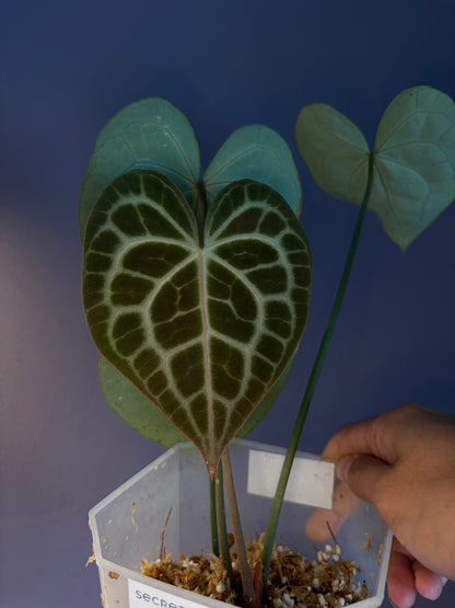 Anthurium queen clarinervium