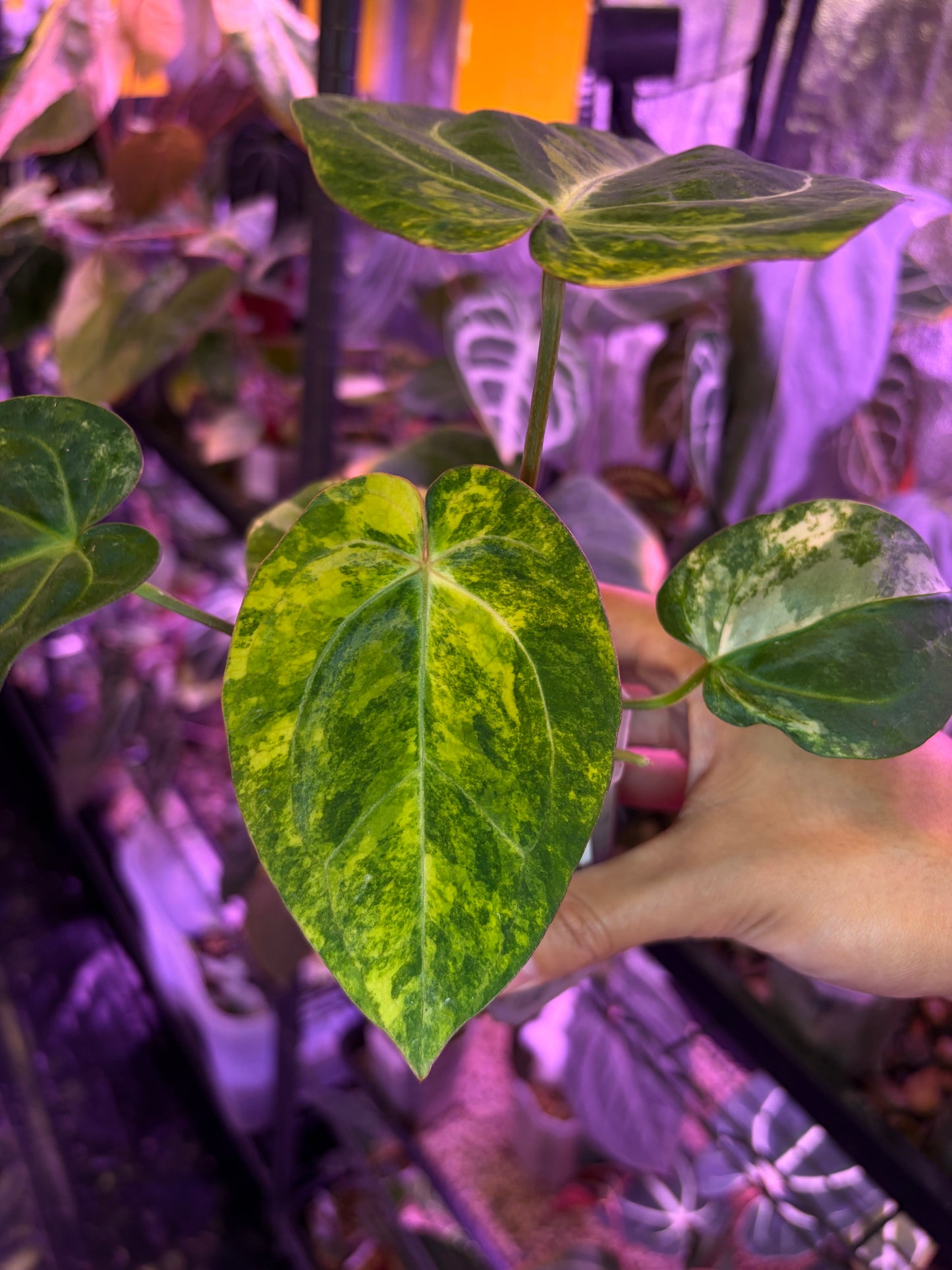 Anthurium papillilaminum var. × carlablackiae