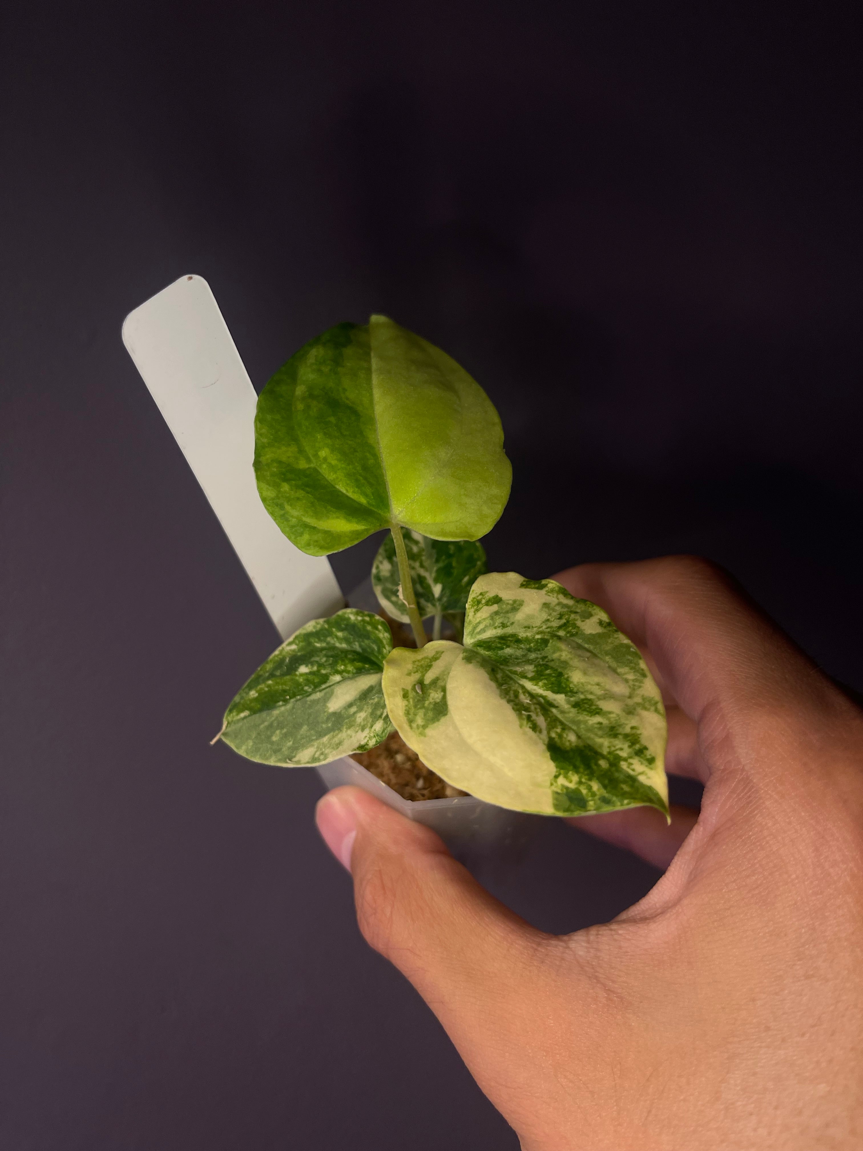 A. (Papi var. × Cry Marble) × Red Vein papillilaminum var. × crystallinum) × 'Red Vein Dark Phoenix