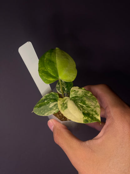 (papillilaminum var. × crystallinum) × ‘Red Vein Dark Phoenix’