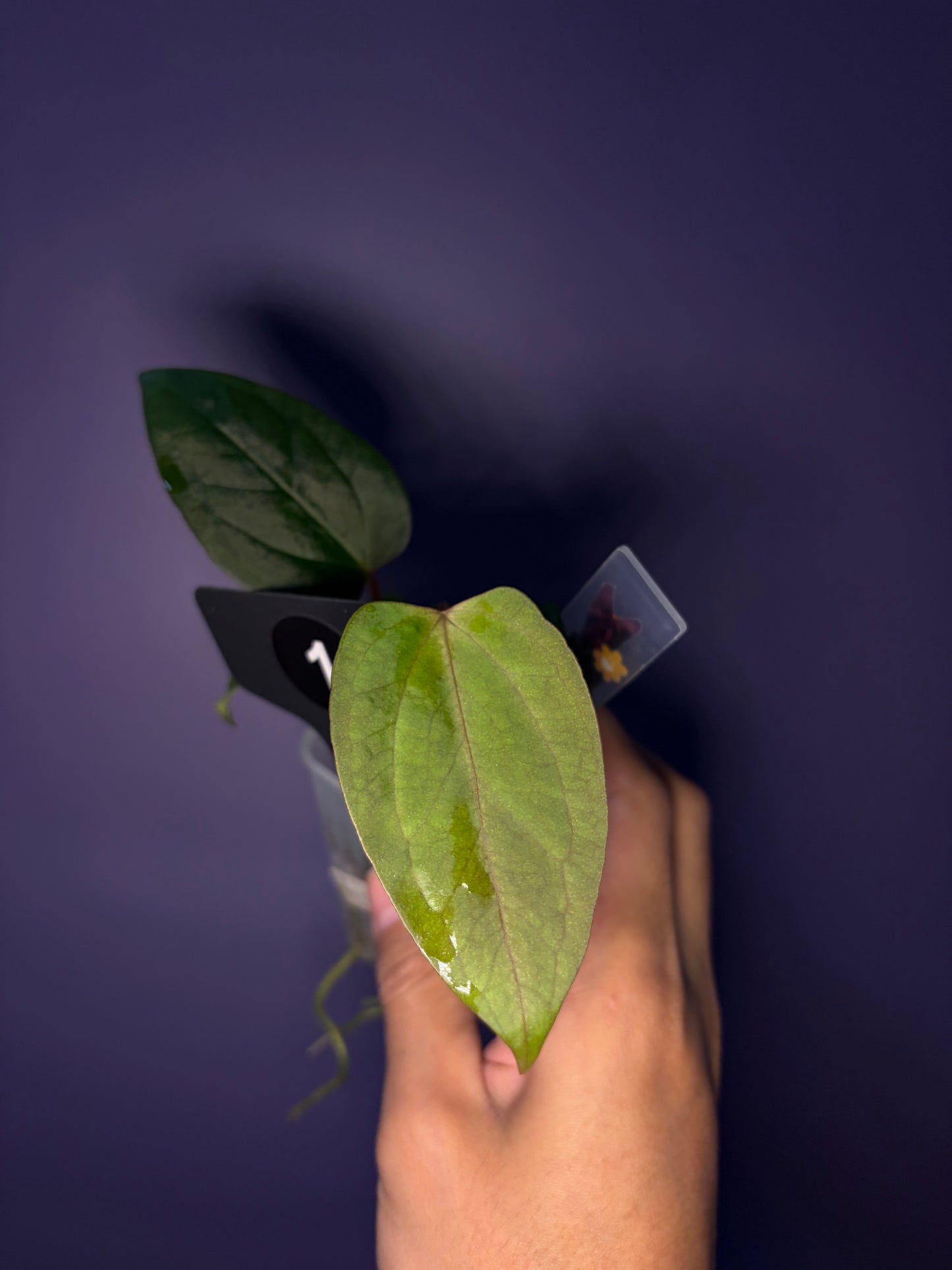 Anthurium rioclarense wild hybrid × Pap ‘RL × FS’ ‘Rouge’