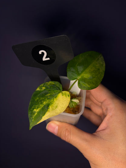 Anthurium papillilaminum var. × ‘Black cherry’