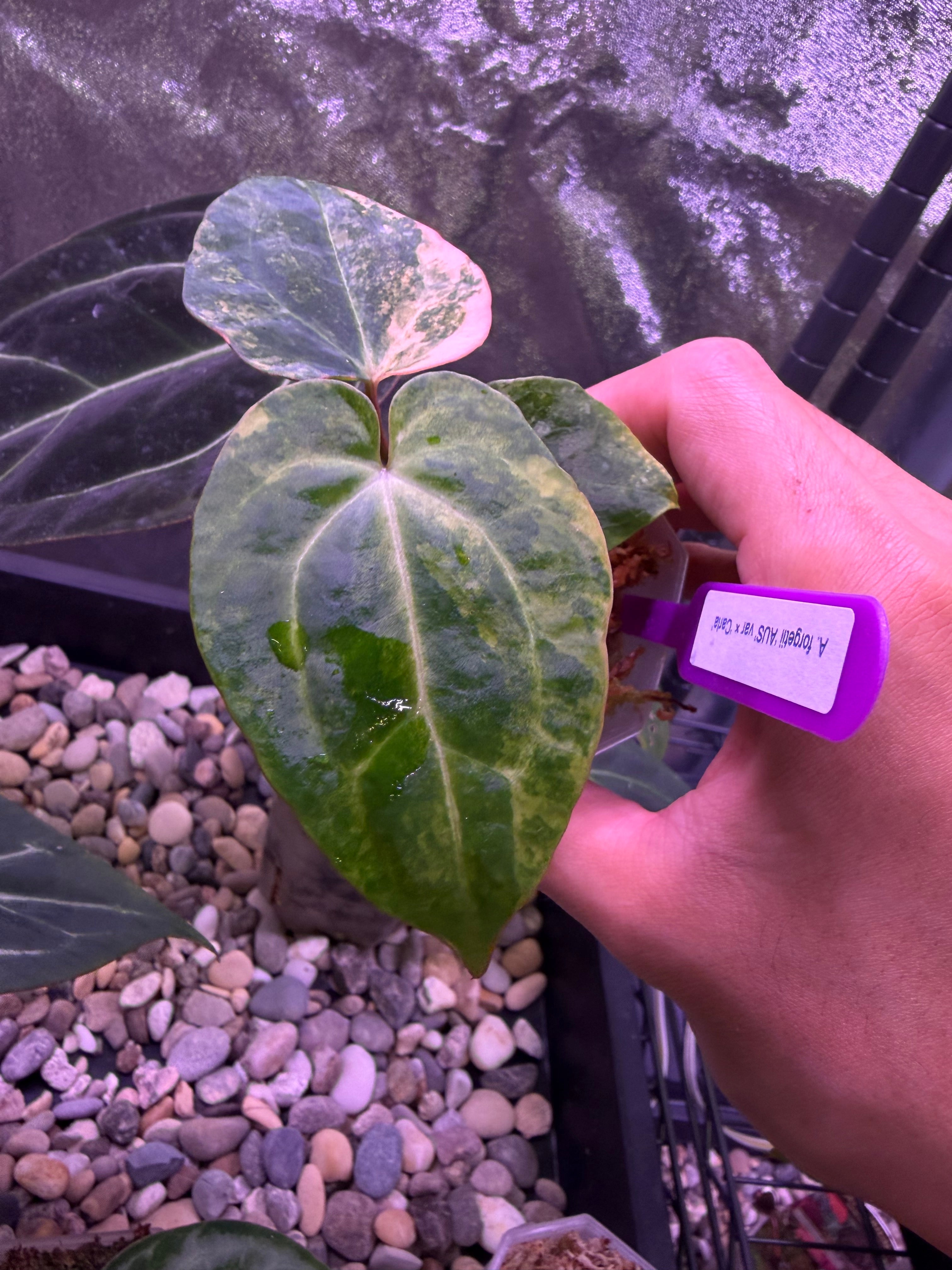 A. forgetii Aus var. × A. carlablackiae② Anthurium forgetii 'Australia' var. × 'Carlablackiae' – Secret Foliage