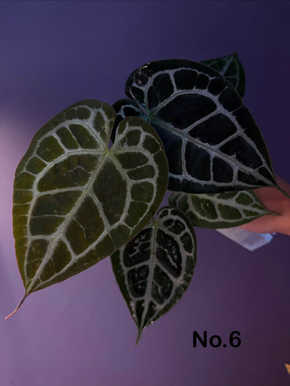 Anthurium ‘Raijin’ (Muchlis × Forgetii) × Michelle