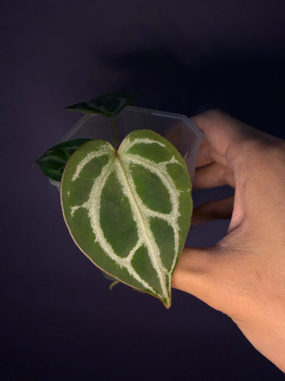 Anthurium ‘Raijin’ (Muchlis × Forgetii) × Michelle