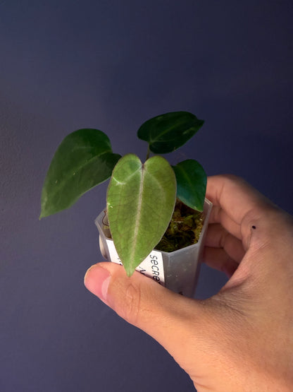 Anthurium carlablackiae (TS3 × magic 2)