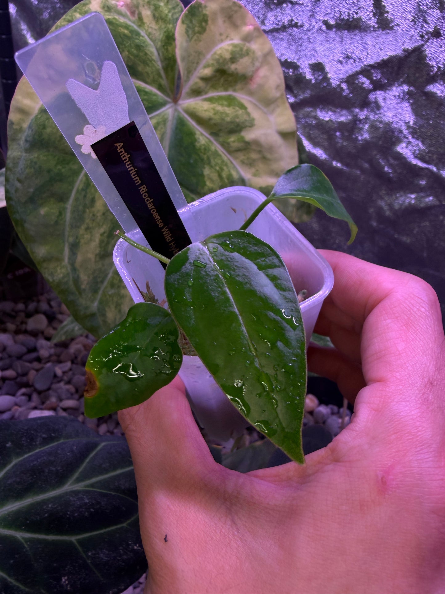 anthurium rioclarense Anthurium rioclarense wild hybrid S1 – Secret Foliage