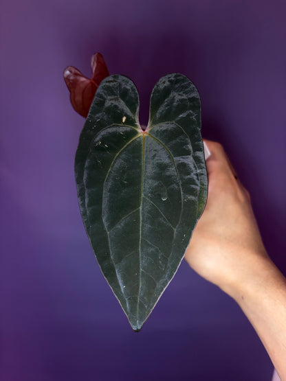 Anthurium Red Vein Dark Phoenix (RVDP) - clone