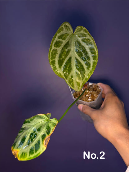 Anthurium Silver blush mint variegata