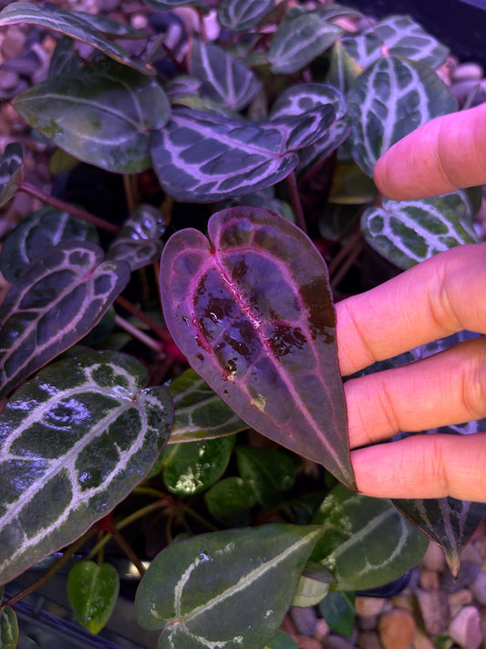 Anthurium Red Crystallinum [SF]