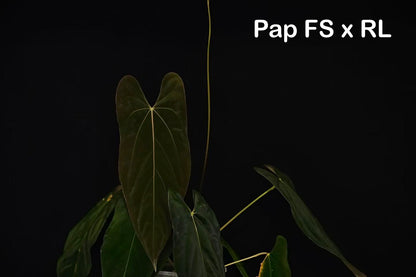 Anthurium Papi ‘Ree Gardens’ × (FS × RL)