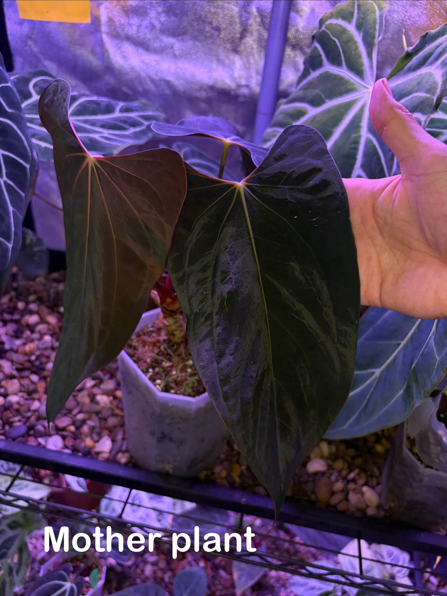 Anthurium papillilaminum ‘Ralph Lynam’ S1 (selected #1)