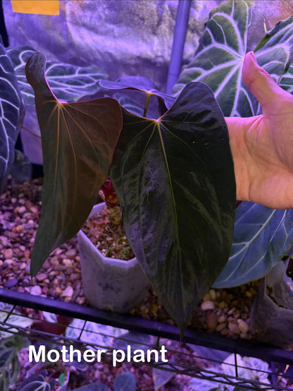 Anthurium papillilaminum ‘Ralph Lynam’ S1 (selected #1)