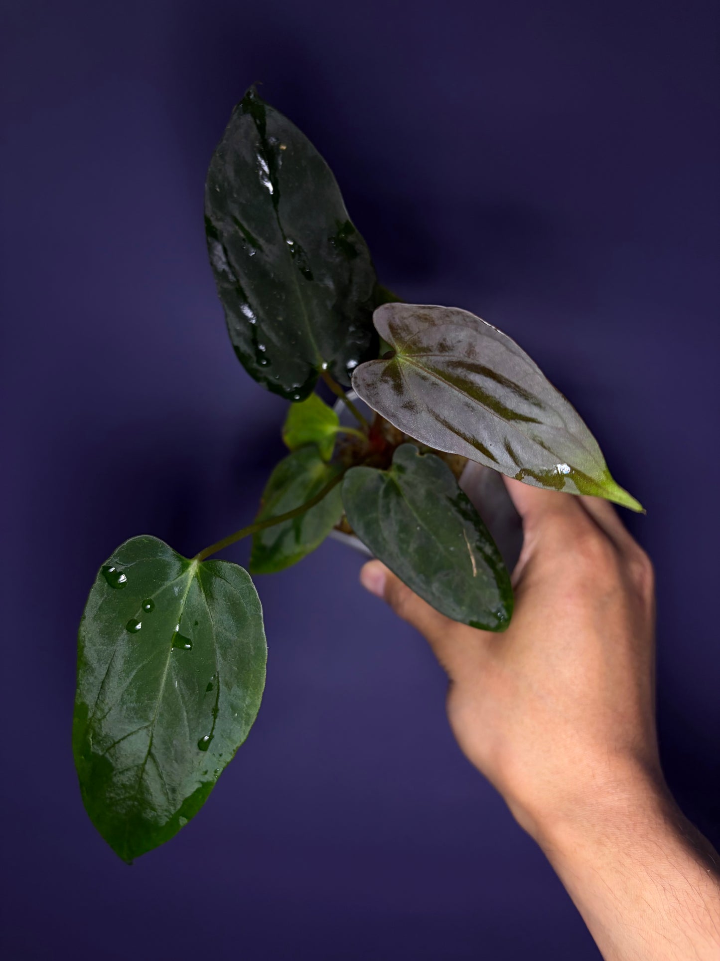 Anthurium Papillilaminum 'Fort Sherman' OG clone (JV)