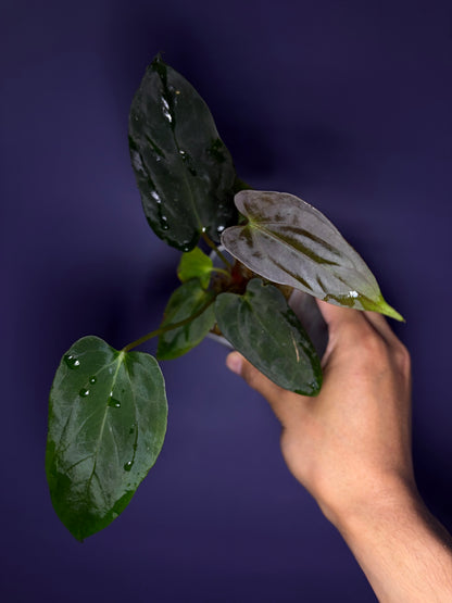 Anthurium Papillilaminum 'Fort Sherman' OG clone (JV)