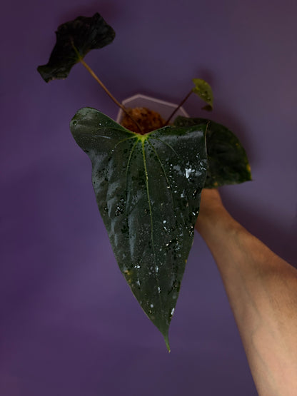 Anthurium papillilaminum ‘Vanderbilt’ - clone