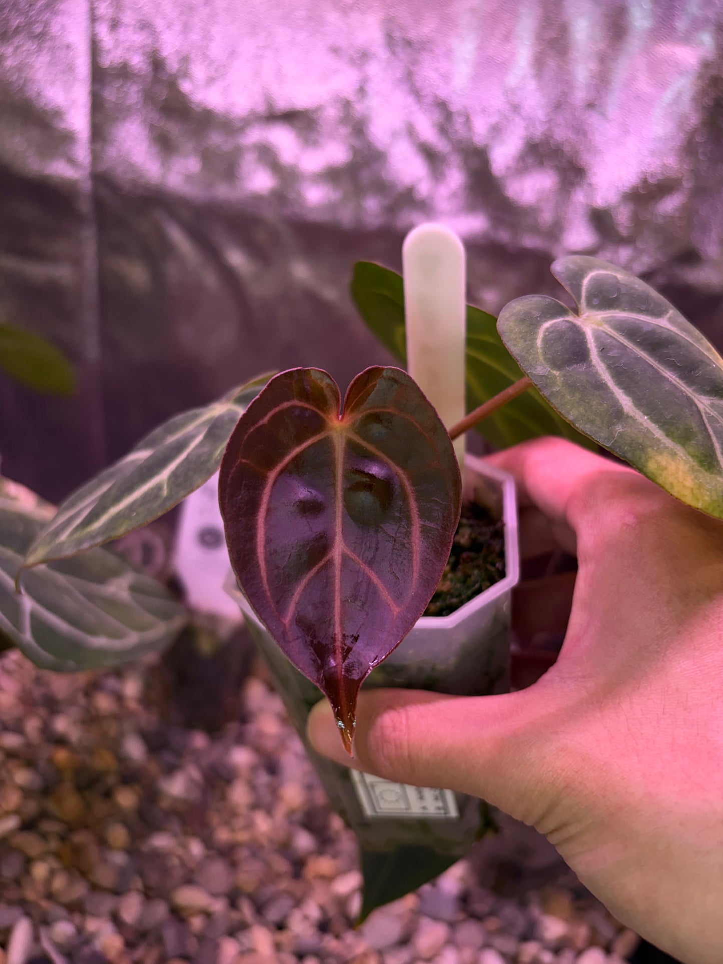 Anthurium carlablackiae (‘district’ × RA8)