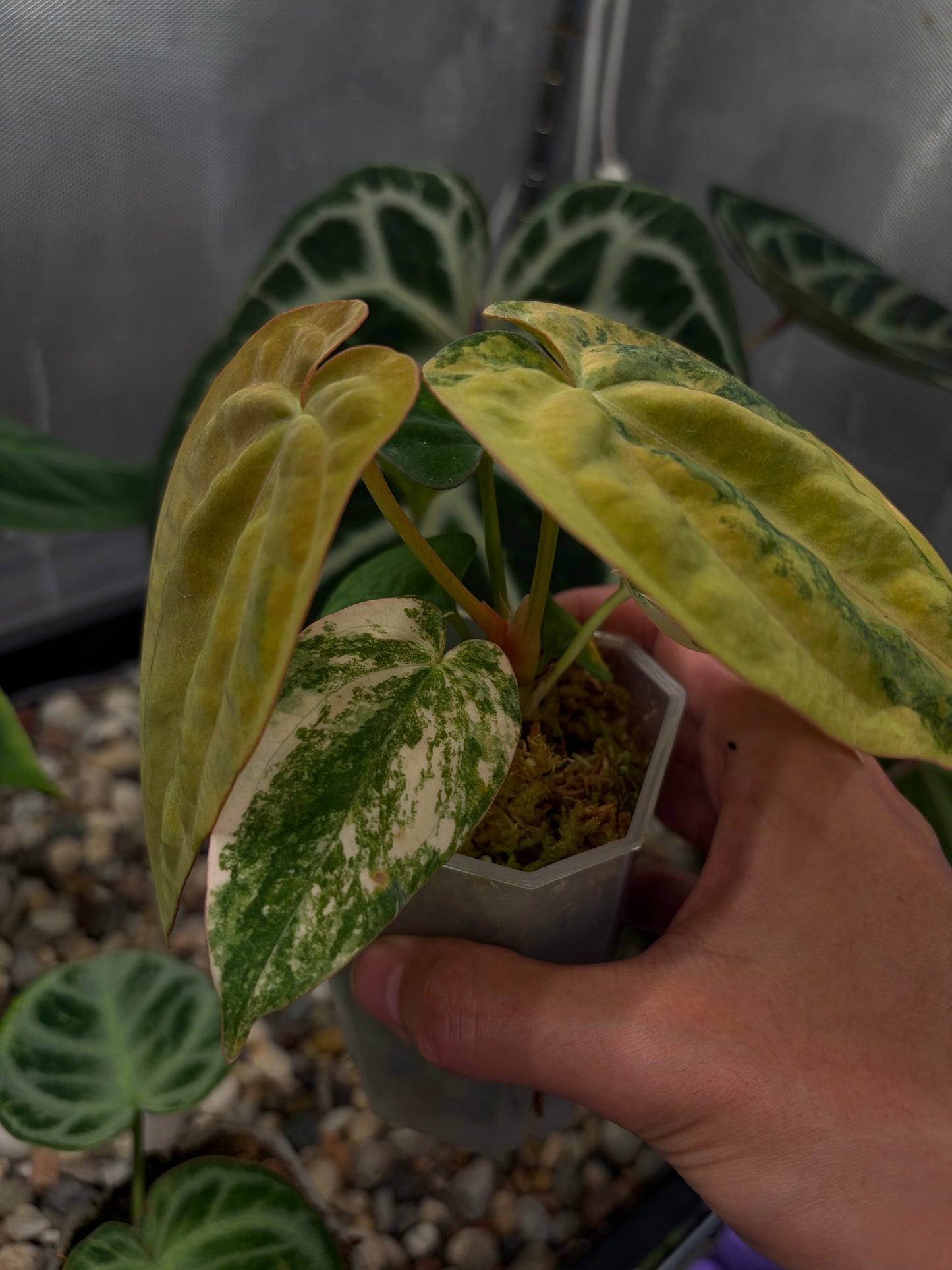 Anthurium papillilaminum var. × ‘Twin Phoenix’