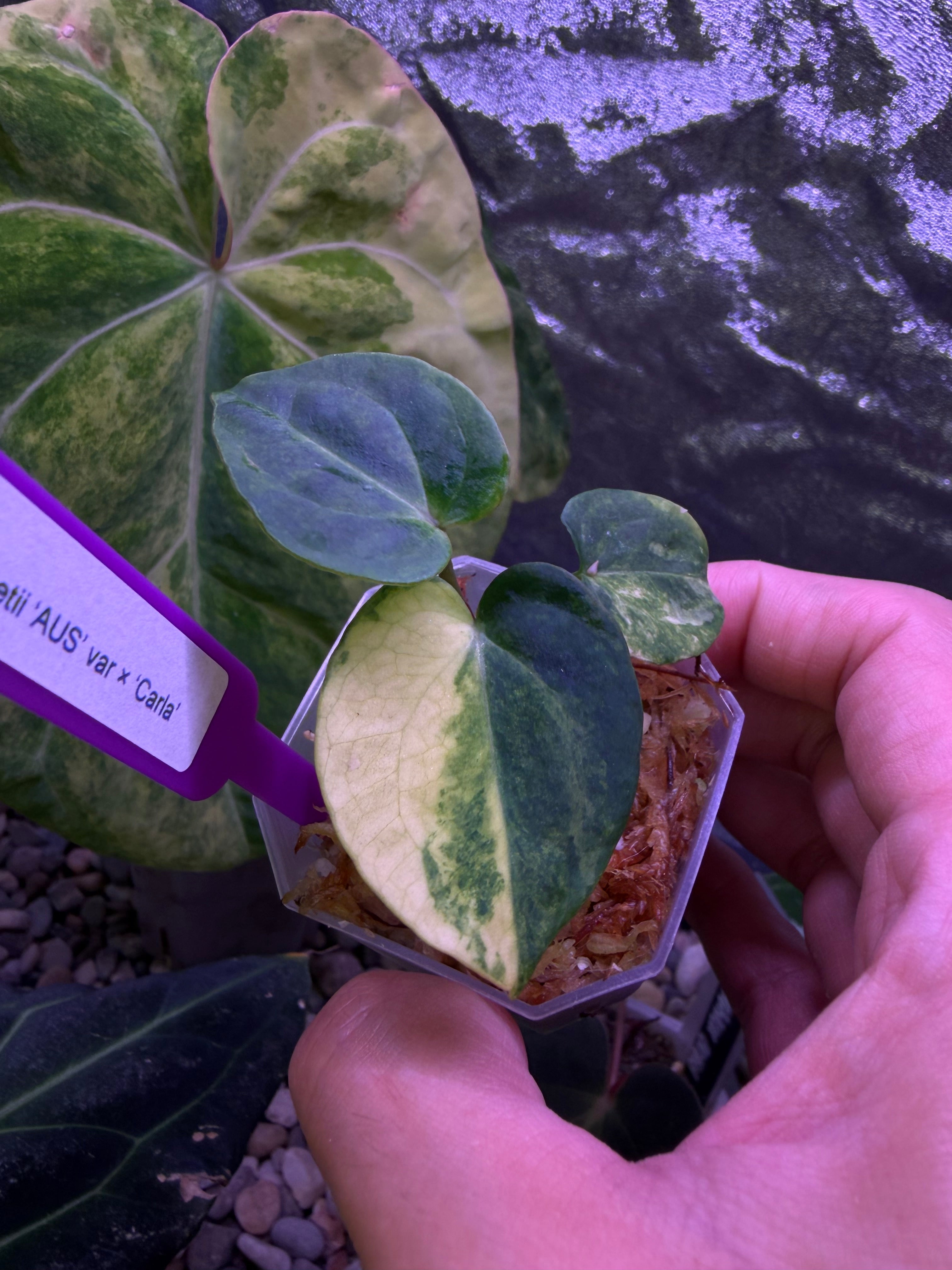 Anthurium forgetii 'Australia' var. × 'Carlablackiae' – Secret Foliage