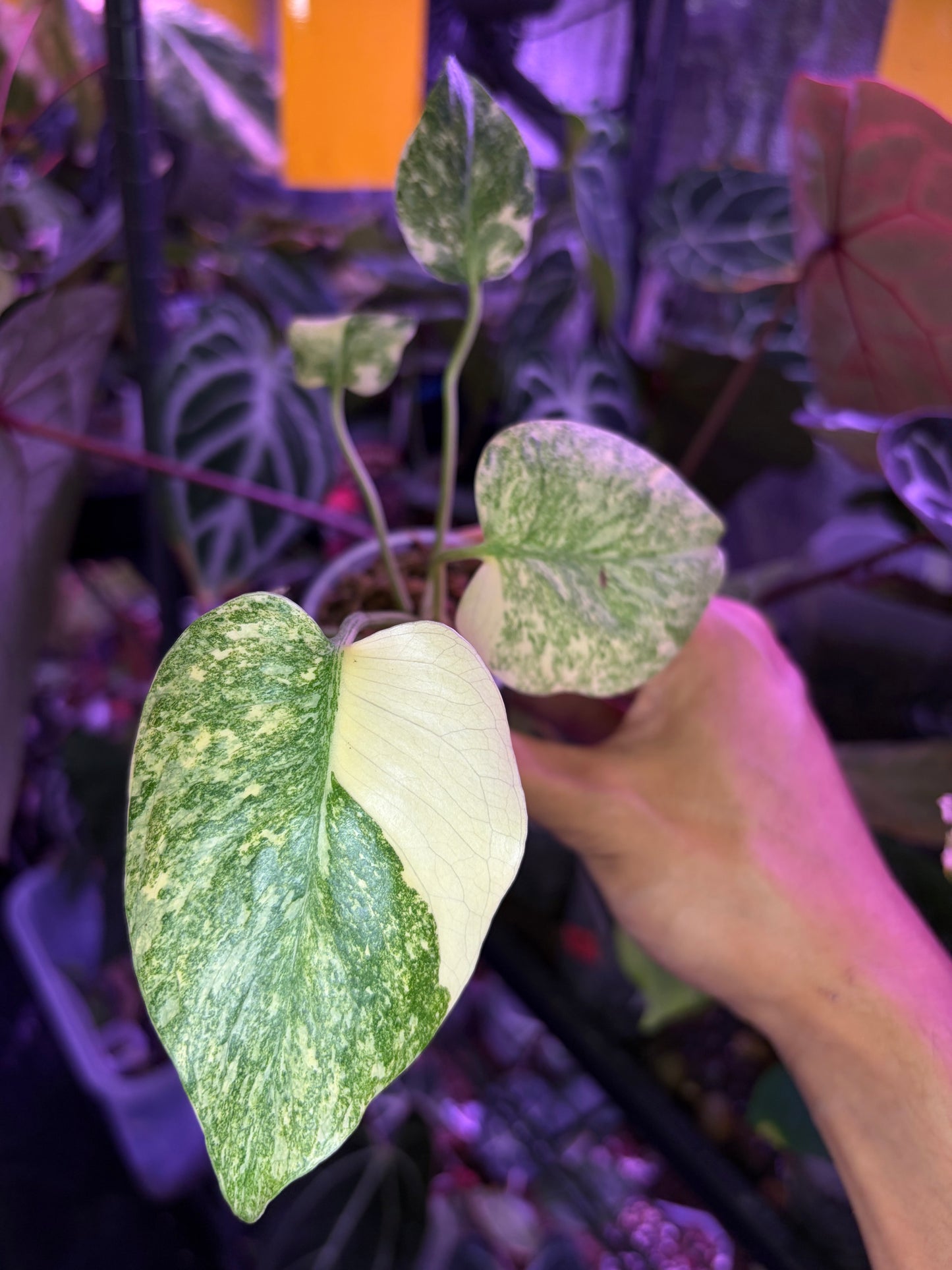 Monstera deliciosa ‘Legacy’
