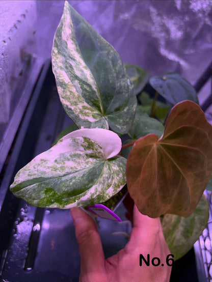 Anthurium papillilaminum var. × ‘BVEP’ [Tezula]