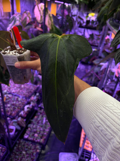 Anthurium ‘Black war’ - Indo Aroid clone
