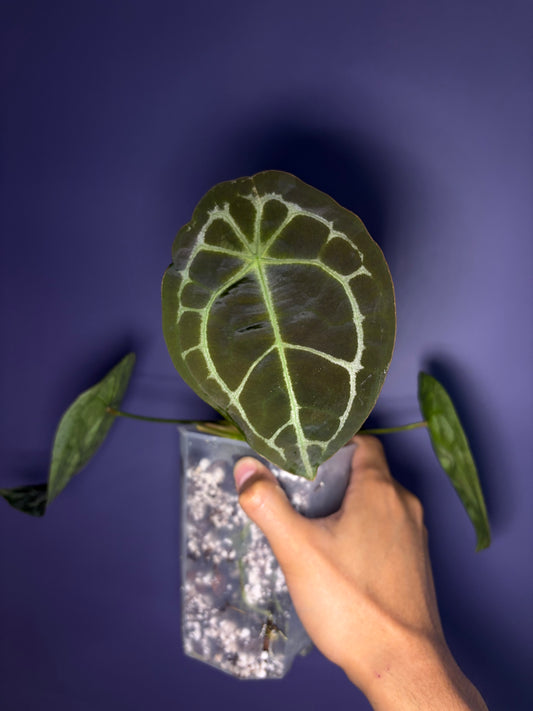 Anthurium Forgetii ‘silver’